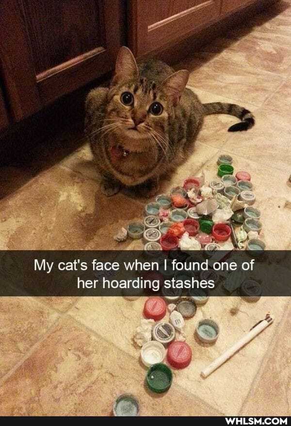 My cat's face when I found one of her hoarding stashes