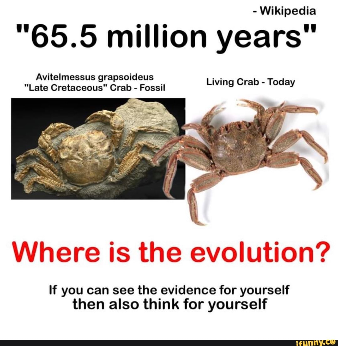  Wikipedia "65.5 million years" Avitelmessus grapsoideus "Late