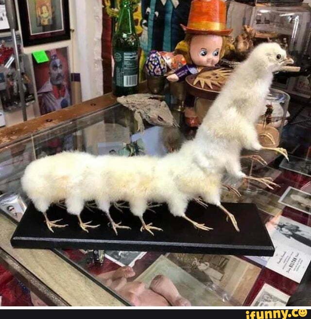 Taxidermia memes. Best Collection of funny Taxidermia pictures on iFunny