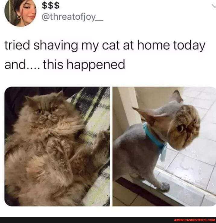 SSS
tried shaving my cat at home today and.... this happened