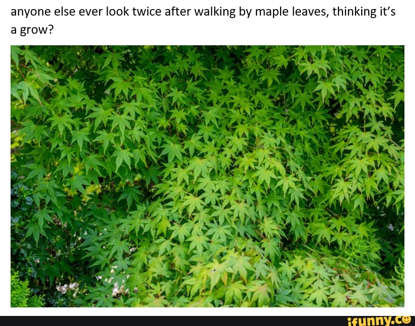 anyone else ever look twice after walking by maple leaves, thinking it's a grow?