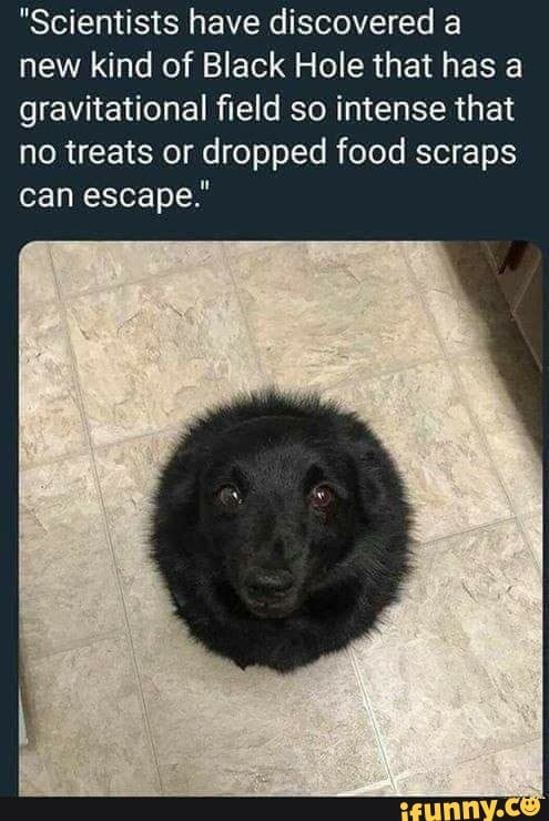 "Scientists have discovered a new kind of Black Hole that has a gravitational field so intense that no treats or dropped food scraps can escape."