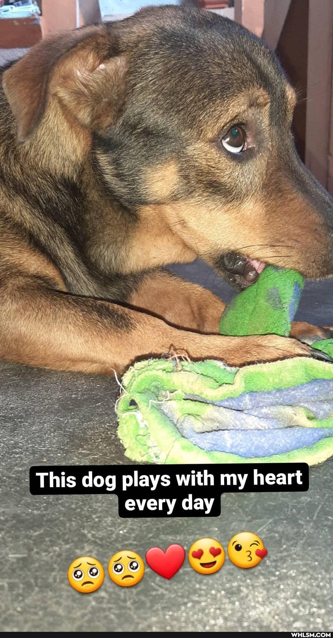 we
Af
This dog plays with my heart every day
