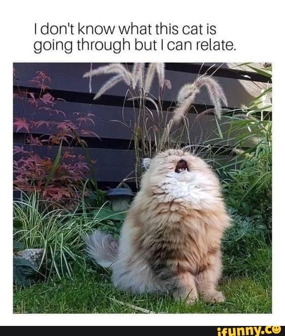 don't know what this cat is going through but can relate.