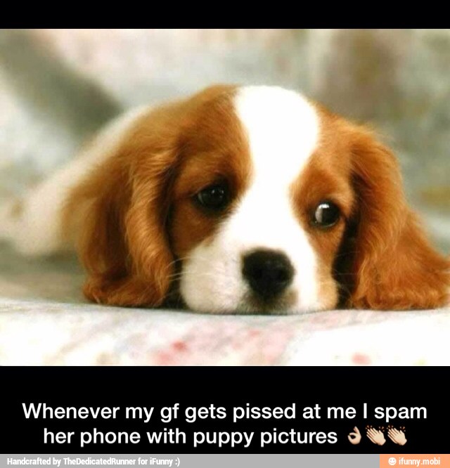 Whenever my gf gets pissed at me I spam
her phone with puppy pictures 9 W% - Whenever my gf gets pissed at me I spam her phone with puppy pictures πππ