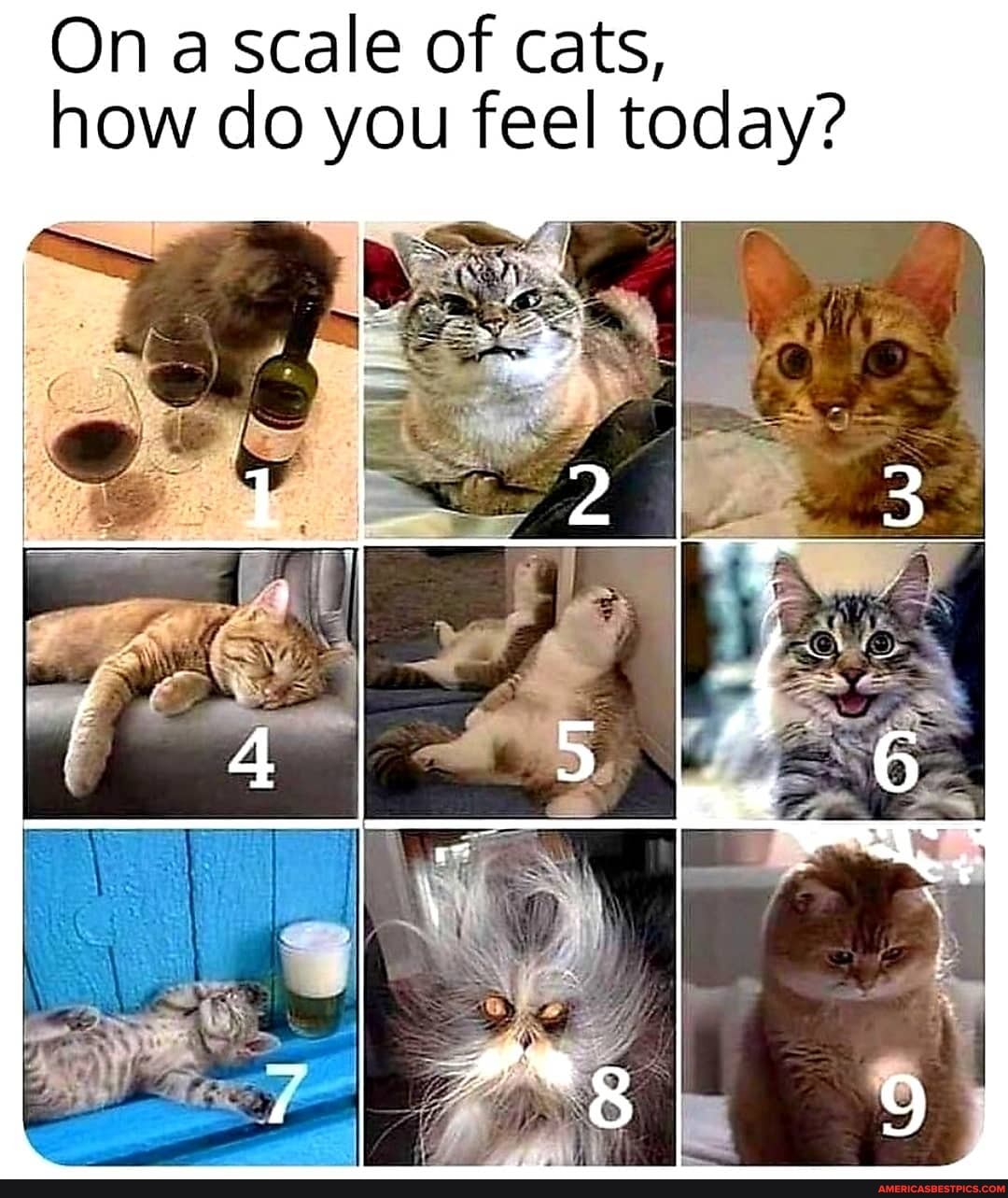 On A Scale Of Cats How Do You Feel Today America S Best Pics And Videos