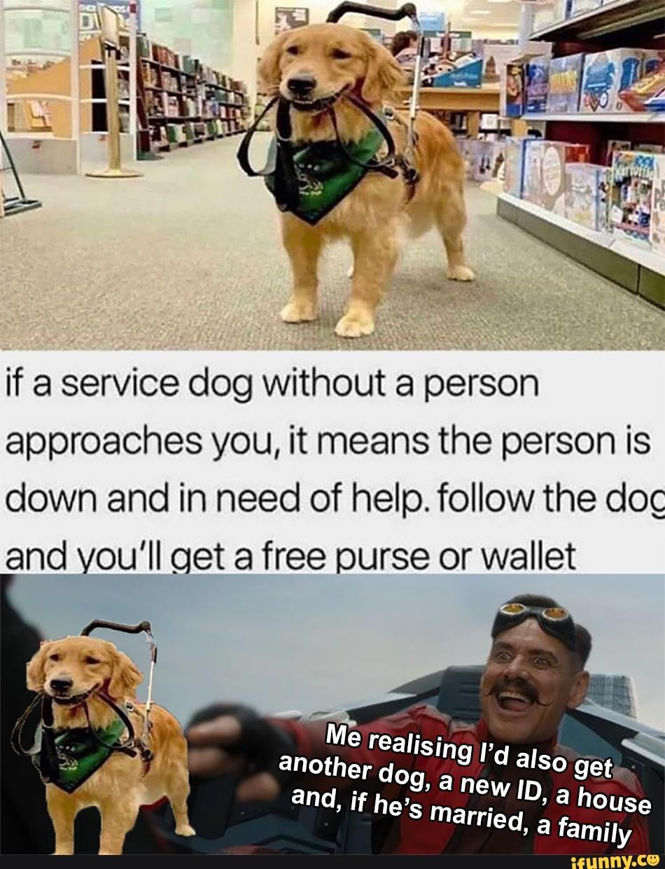 if a service dog without a person approaches you, it means the person is down and in need of help. follow the doc and you'll get a free purse or wallet
Me realising I'dals
get house a family
another dog, a new ID also and, if he's Marrj