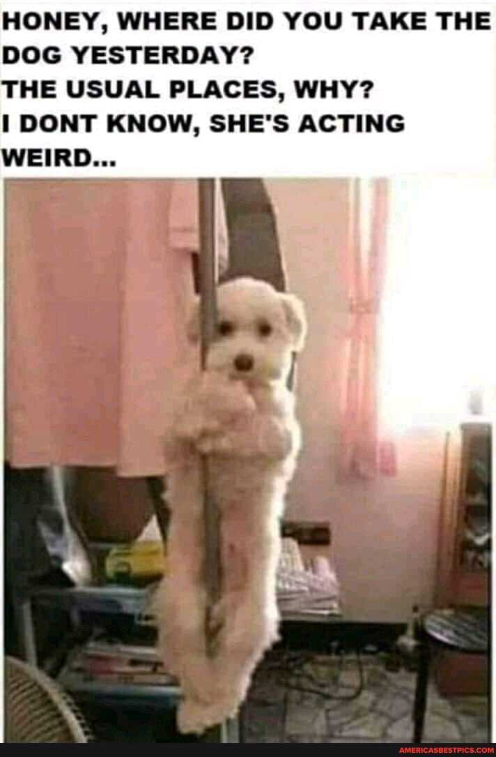 HONEY, WHERE DID YOU TAKE THE DOG YESTERDAY?
THE USUAL PLACES, WHY?
DONNY KNOW, SHE'S ACTING WEIRD...