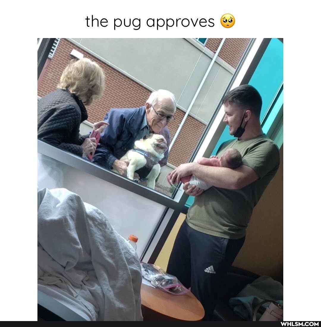 the pug approves