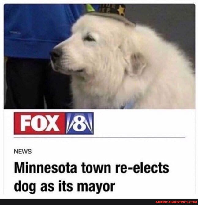 FOX /8\
NEWS Minnesota town re-elects dog as its mayor