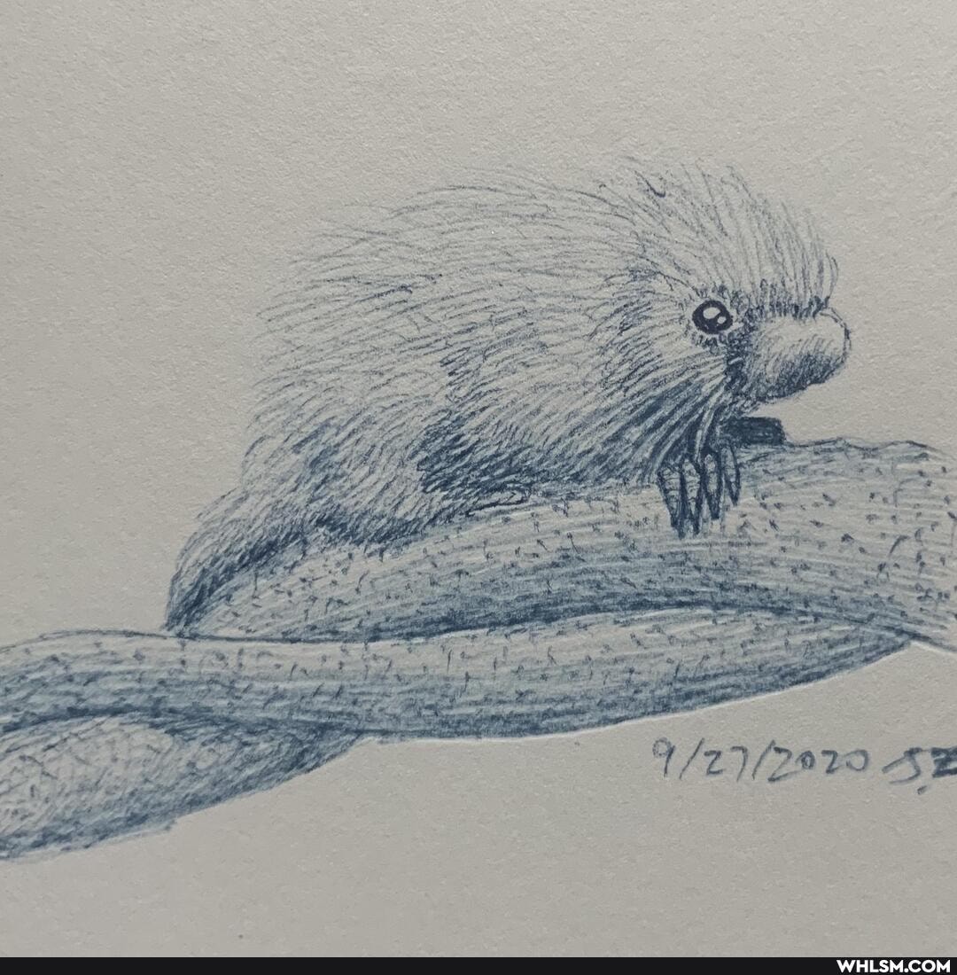 art, baby_animals, sketch, porcupine, sketchdaily