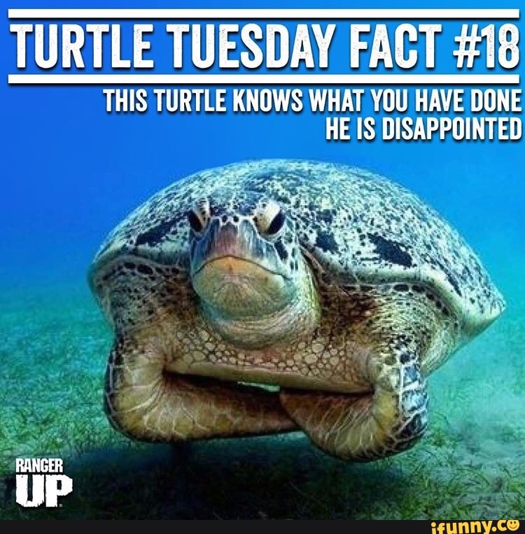 TURTLE TUESDAY FACT #18 THIS TURTLE KNOWS WHAT YOU HAVE DUNE HE IS ...