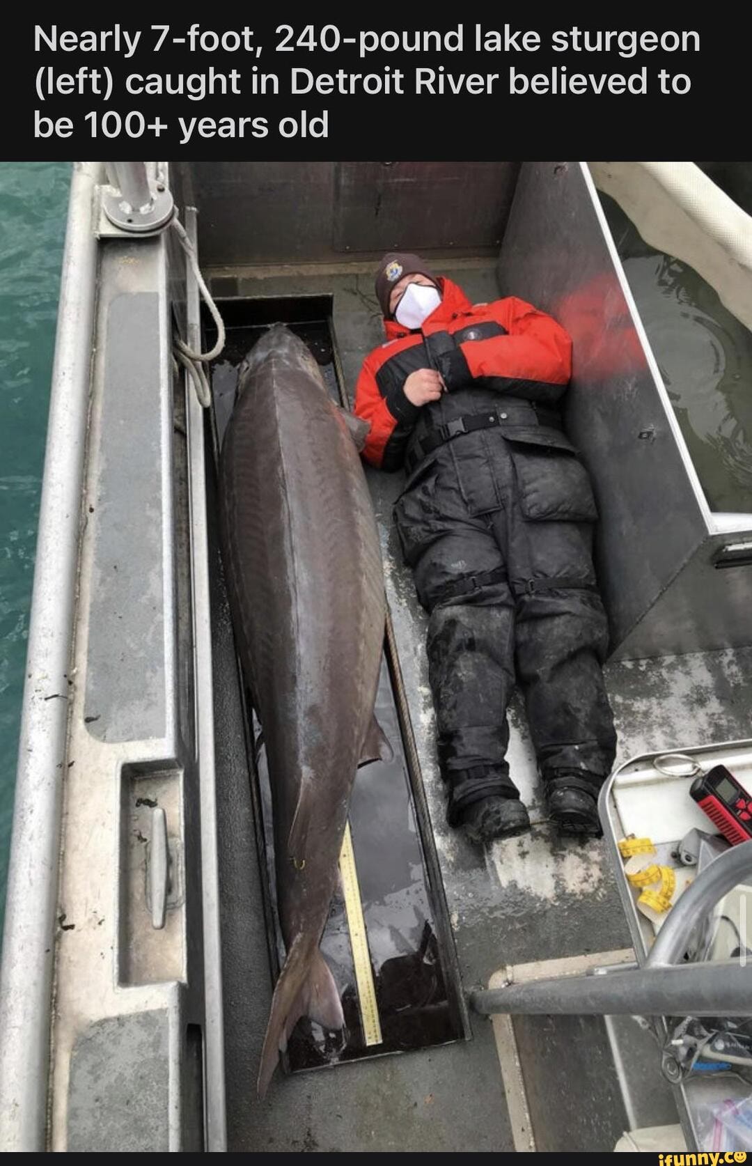 Nearly 7-foot, 240-pound Lake Sturgeon (left) Caught In Detroit River ...