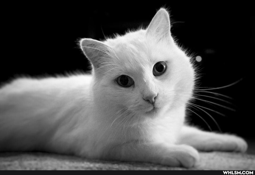 noon_and_white, cat