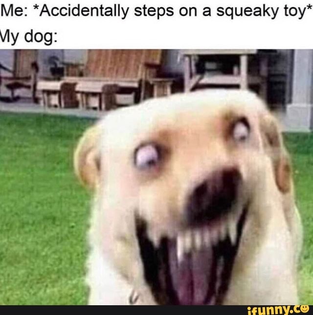me-accidentally-steps-on-a-squeaky-toy-ifunny