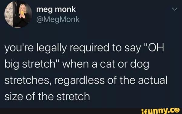 meg monk
you're legally required to say "OH big stretch" when a cat or dog stretches, regardless of the actual size of the stretch