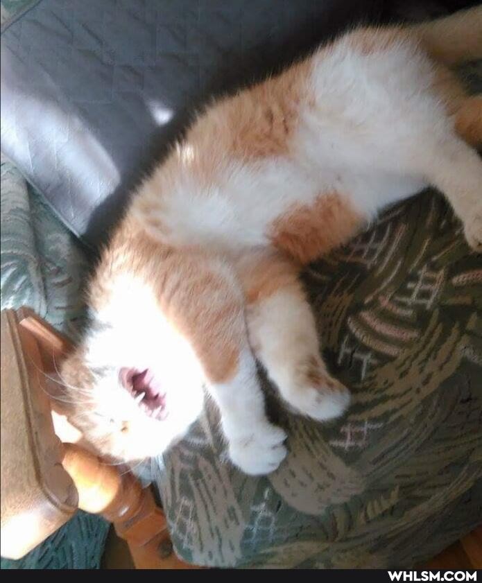 funny, cat, cats
