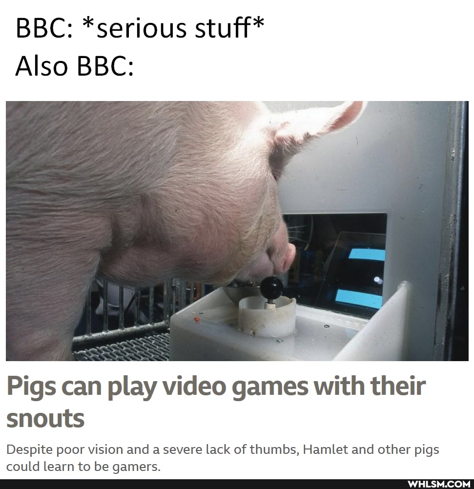 BBC: *serious stuff*
Also BBC:
Pigs can play video games with their snouts
Despite poor vision and a severe lack of thumbs, Hamlet and other pigs could learn to he qamere