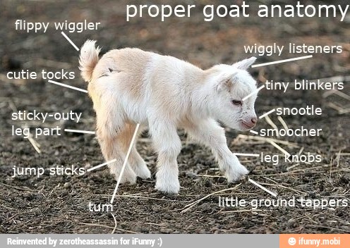 proper goat anatomy.
flippy wiggler
scutiestocks " tiny blinkers
jump:
Sucks