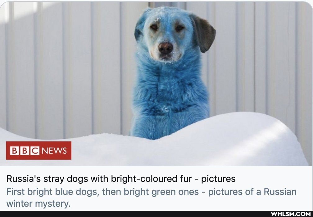 NEws
Russia's stray dogs with bright-coloured fur - pictures
First bright blue dogs, then bright green ones - pictures of a Russian