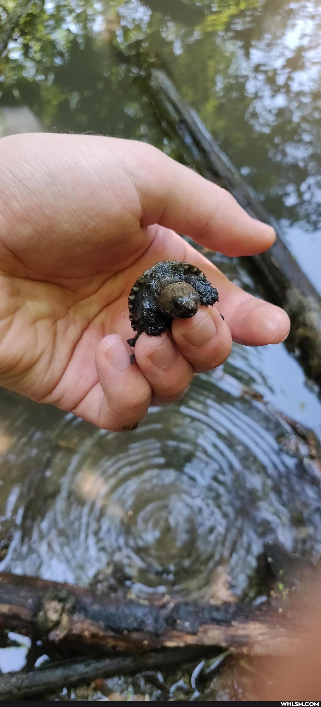 nature, turtles, wildlife, toronto