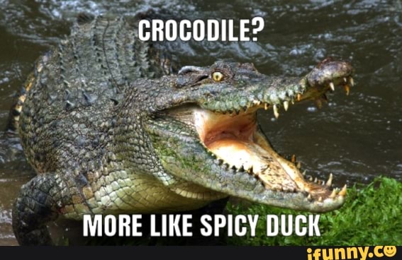 Crocoduck memes. Best Collection of funny Crocoduck pictures on iFunny