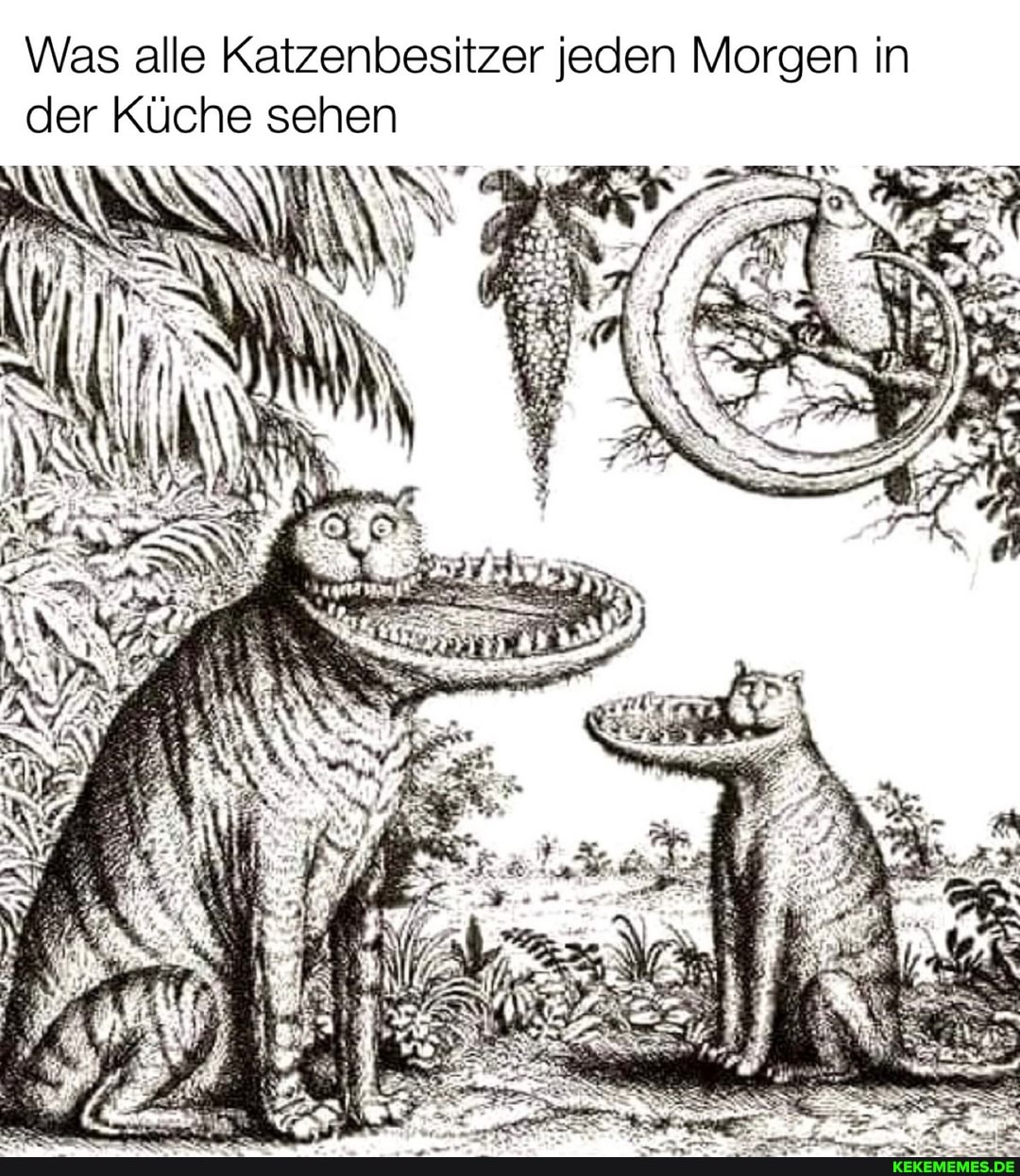 Was alle Katzenbesitzer jeden Morgen in der Küche sehen