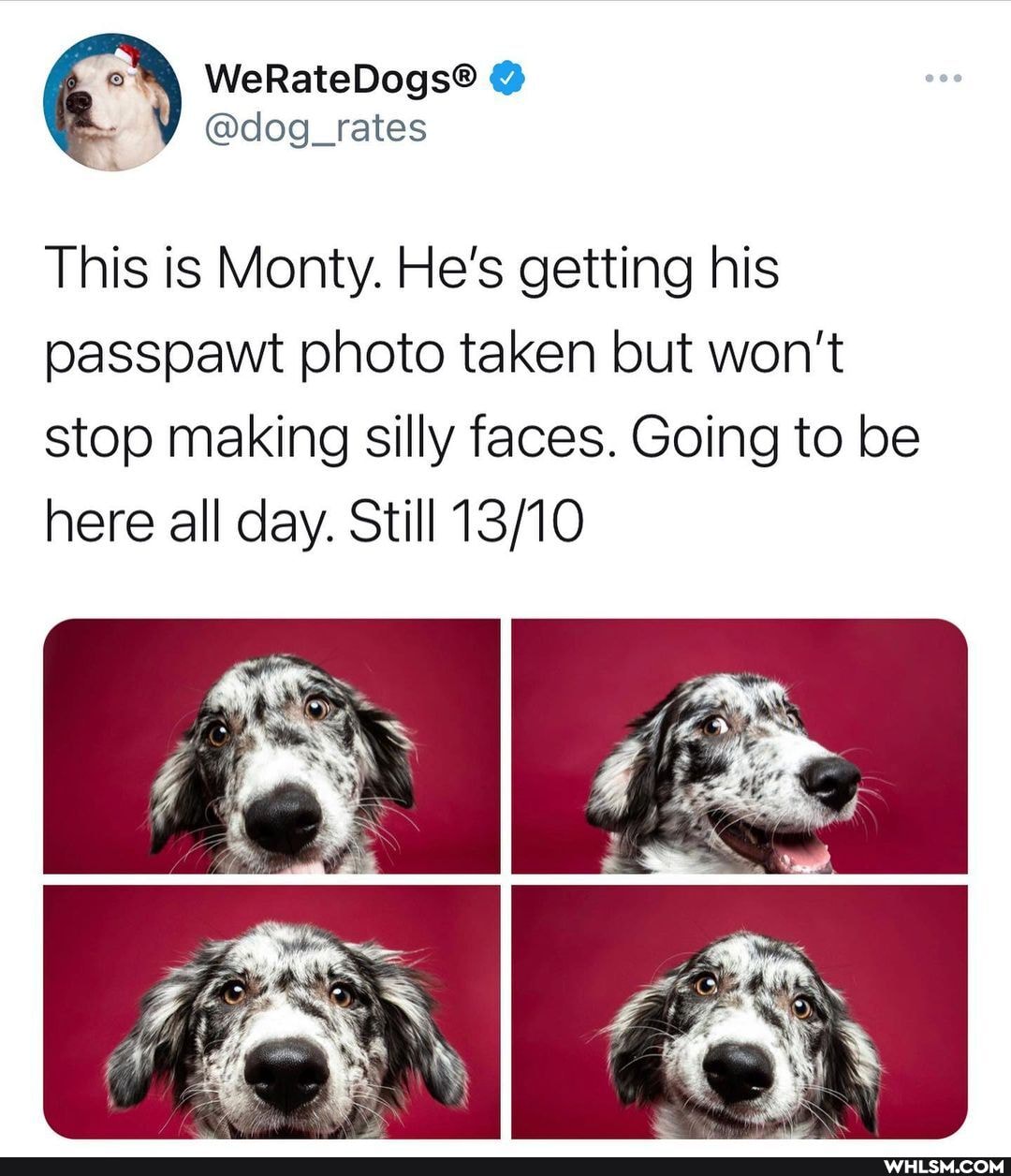 @dog_rates
This is Monty. He's getting his passpawt photo taken but won't stop making silly faces. Going to be here all day. Still