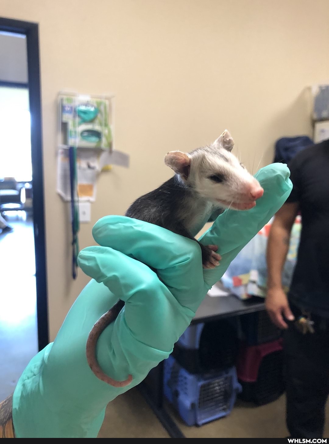 funny, possum, baby_animals