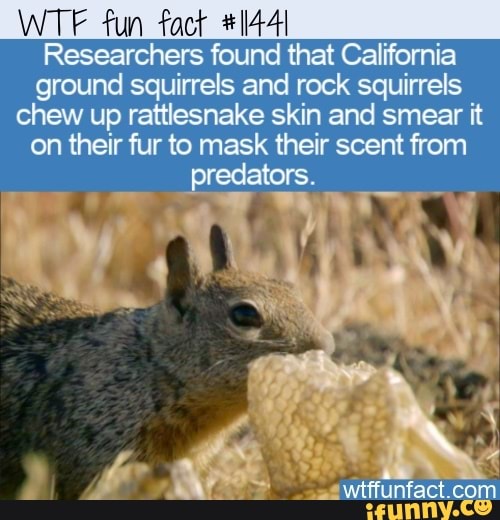 WTF fun fact #11441 Researchers found that California ground squirrels