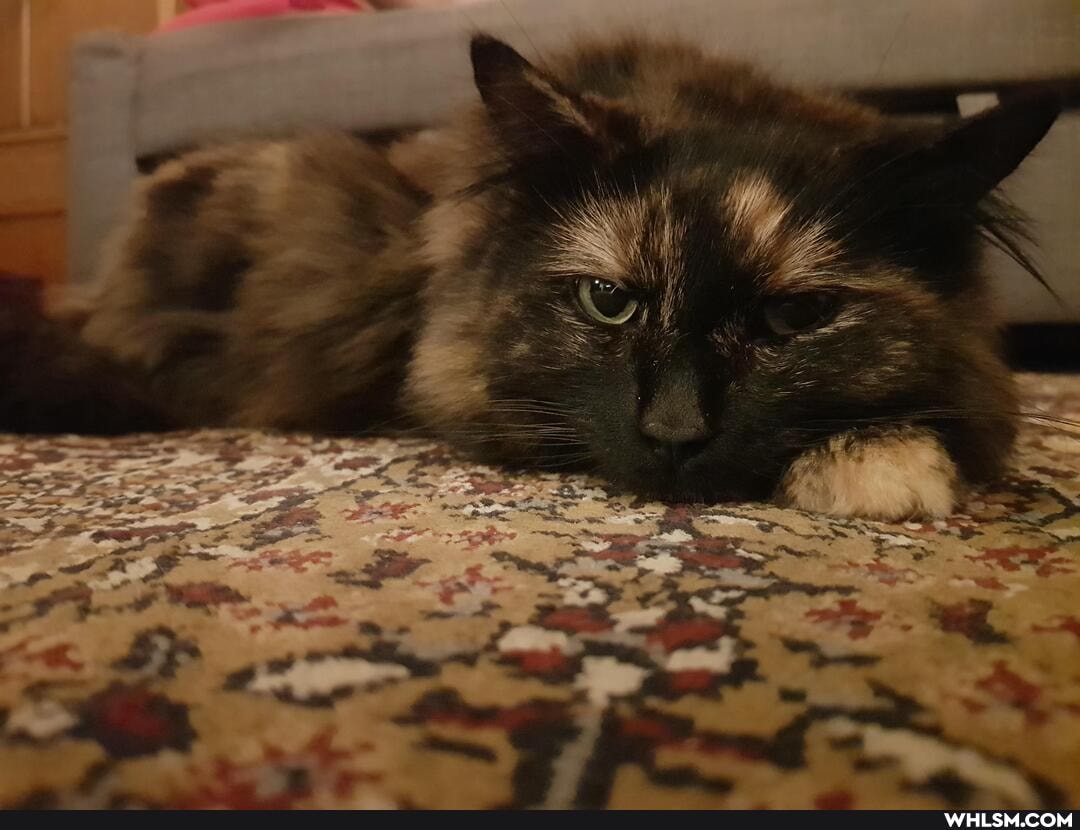 cat