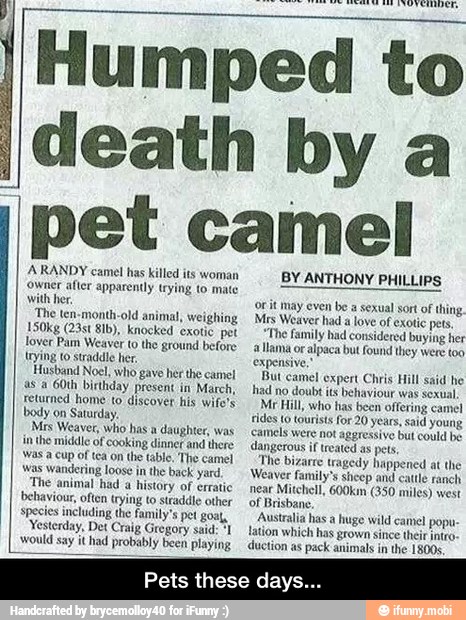 A RANDY camel has killed its woman
'owner after apparently trying to mate
With her
The ten-month-old animal, weighing
150kg (23st 8Ib), knocked exotic pet
lover Pam Weaver to the ground before
trying to straddle her
Husband Noel, who gave her the camel
as a
60th birthday present in
March,
returned home to discover his wi
body on Saturday,
Mrs Weaver, who has a daughter, was
Inthe middle of cooking dinner and there
Was a cup of
tea on the table, The camel
as wandering loose in
the back yard
The animal had a history of erratic
behaviour, often trying to straddle other
species including the family's pet goat,
Yesterday, Det Craig Gregory said: "1
'would say it had probably been playing
Humped to
death by a
pet camel
BY ANTHONY PHILLIPS
Ort may even be a sexual sort of thing.
Mrs Weaver had a love of exotic pets,
"The family had considered buying her
a llama or alpaca but
found they were too
expensive,"
But camel expert Chris Hill said he
had no doubt its behaviour was sexu
Me Hill, who tas been offering camel
fides 0 tourists for 20 years, said young
camels were not aggressive but could be
dangerous if treated as pets,
'The bizarre tragedy happened
at
the
Weaver family's sheep and cattle ranch
near Mitchell, 600km (350 miles) west
of Brisbane,
Australia has a huge wild camel popu-
{ation which has grown since their intro
duction as pack animals in
the 1800s,
Pets these days. - Pets these days...