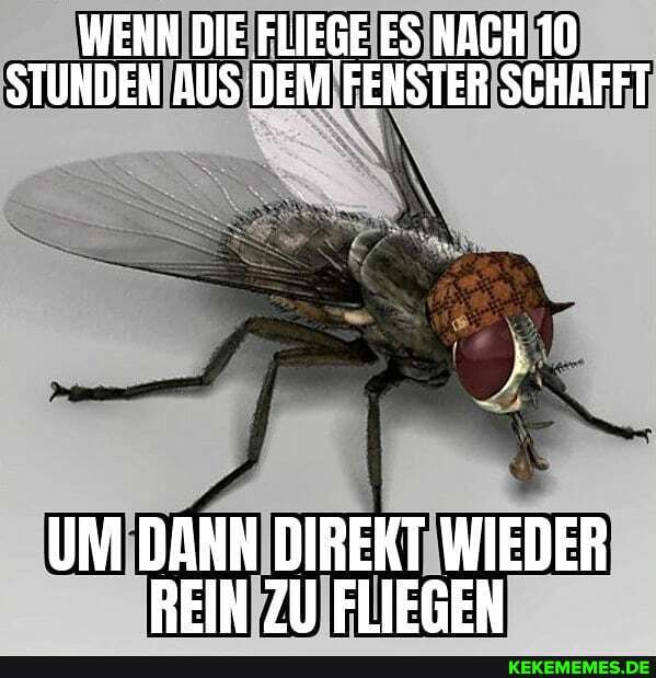 WENN DIE FLIEGE ES NACH 10
STUNDEN AUS DEM FENSTER SCHAFFT
UM DANN DIREKT WIEDER BEIN ZU FLIEGEN