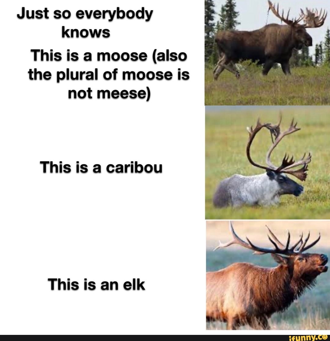 Just so everybody knows This is a moose (also the plural of moose is