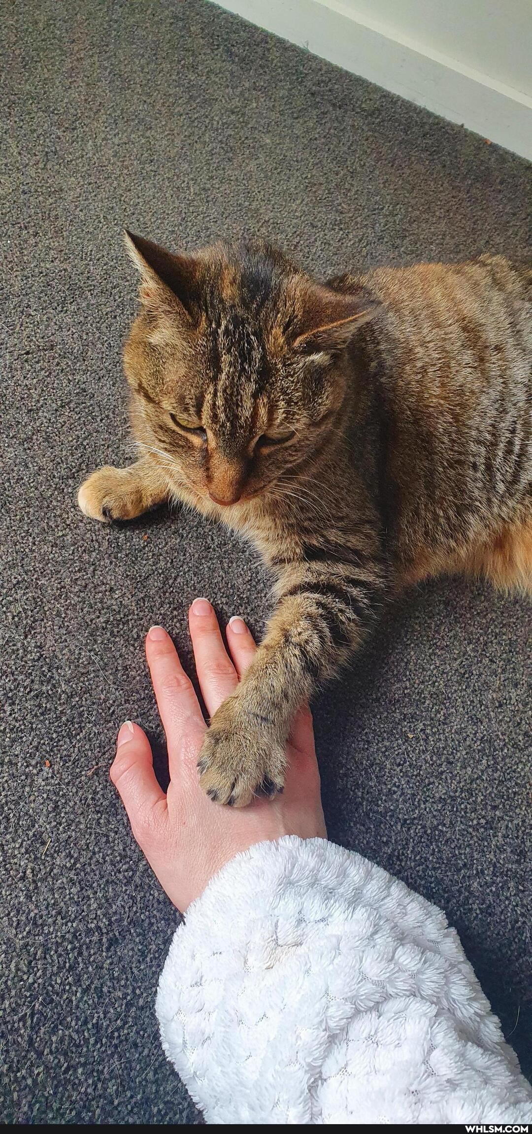 cat, aww, photography, love