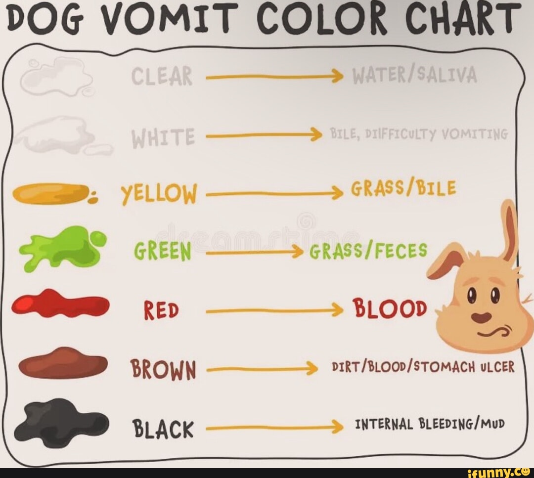 DOG VOMIT COLO CHART yELLOW GREEN BLOOD BROWN ULCER BLACK INTERNAL iFunny