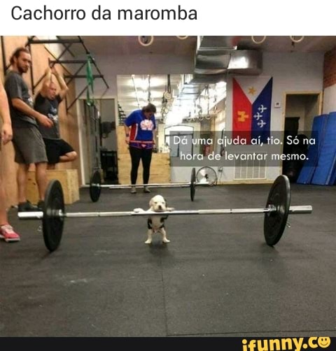 Cachorro da maromba
iDsluma Eguda aí, tio, Só na
"hora de levantar mesmo.