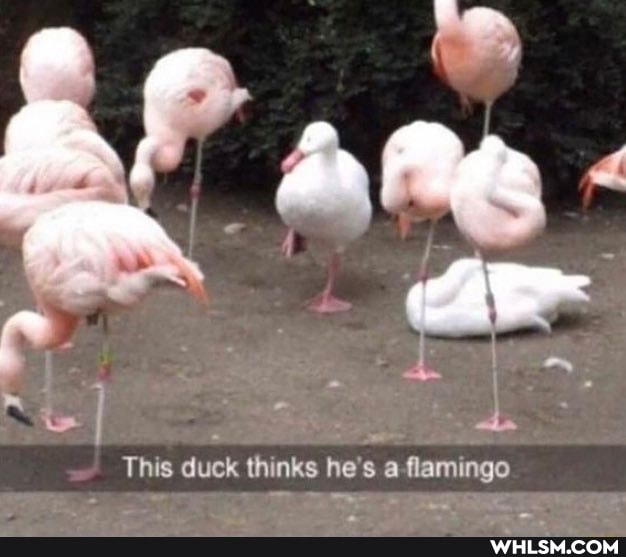 This duck thinks he s a flamingo