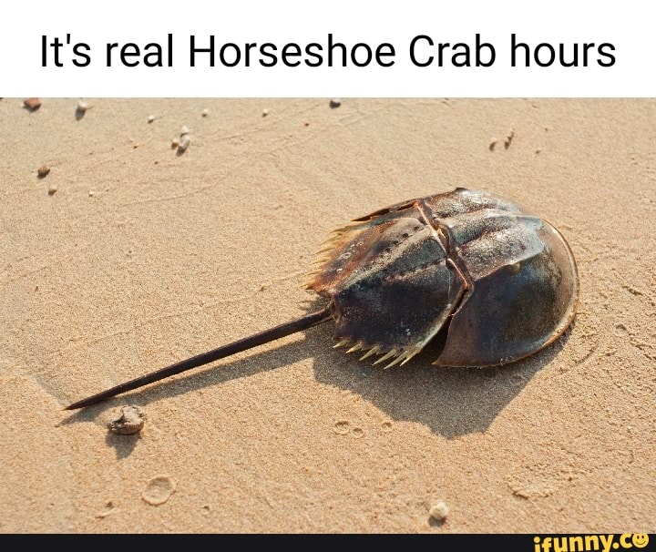It's real Horseshoe Crab hours iFunny