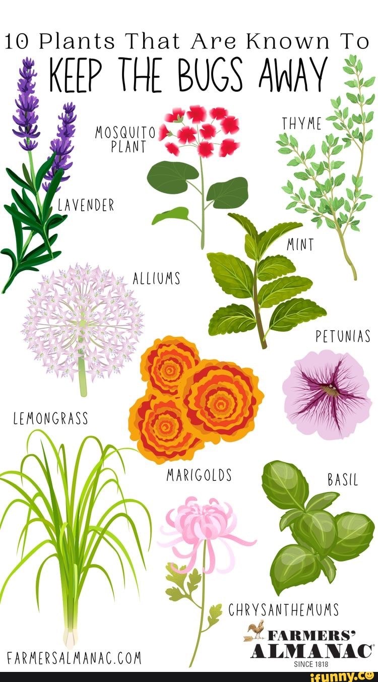 10 Plants That Are Known To KEEP THE BUGS AWAY TRYAE PLART LAVENDER