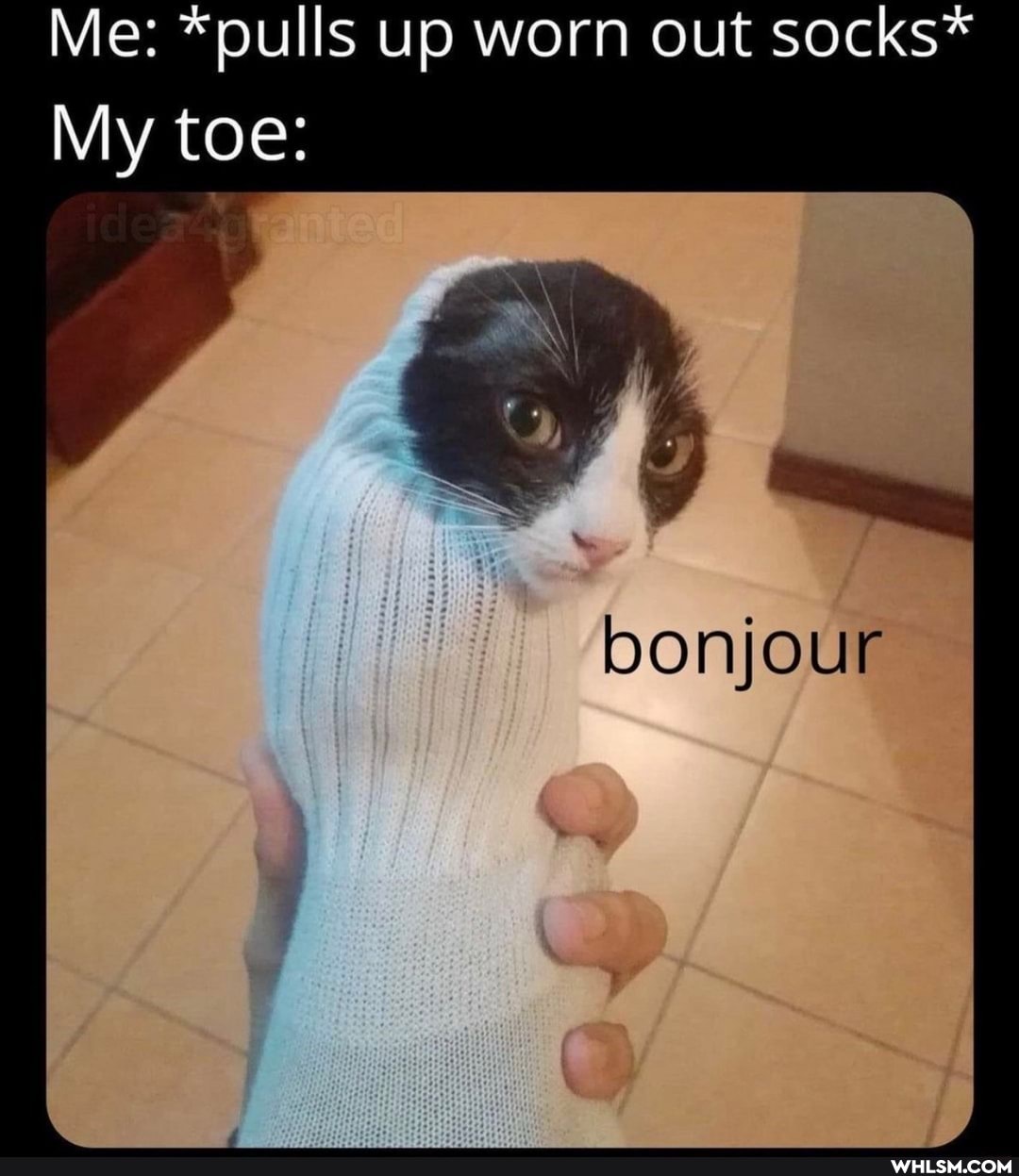 Me: *pulls up worn out socks*
bonjour
My toe: