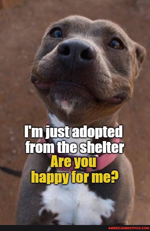 I'm just adopted from the shelter
you