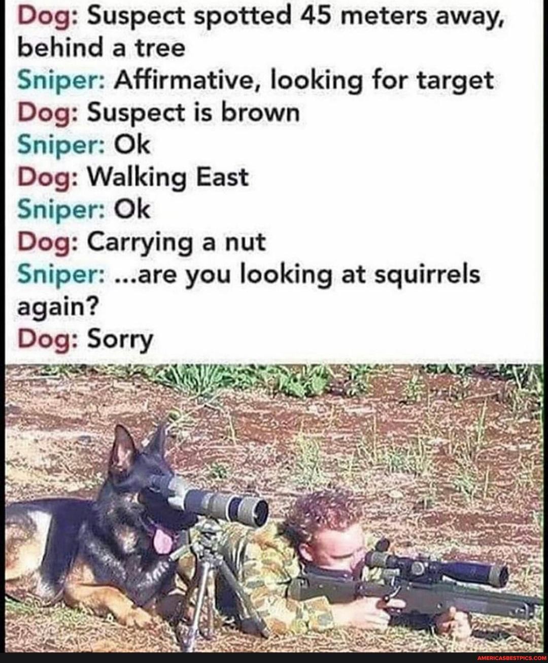 Dog: Suspect spotted 45 meters away,
behind a tree
Sniper: Affirmative, looking for target
Dog: Suspect is brown
Sniper: Ok
Dog: Walking East
Sniper: Ok
Dog: Carrying a nut
Sniper: ...are you looking at squirrels
again?
Dog: Sorry
