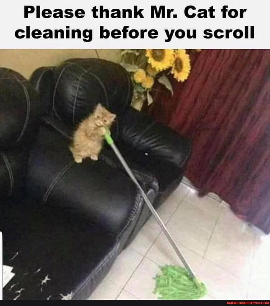 Please thank Mr. Cat for cleaning before you scroll