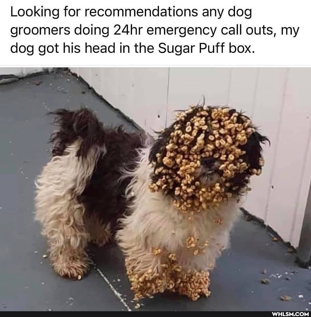 Looking for recommendations any dog groomers doing 24hr emergency call outs, my dog got his head in the Sugar Puff box.