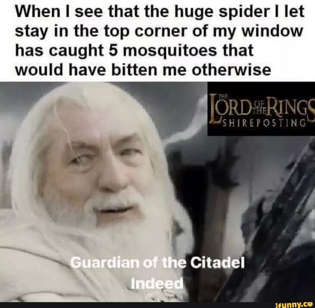 When I see that the huge spider let stay in the top corner of my window has caught 5 mosquitoes that would have bitten me otherwise
OR REPOST RI
Guardian of the Citadel
Indeed