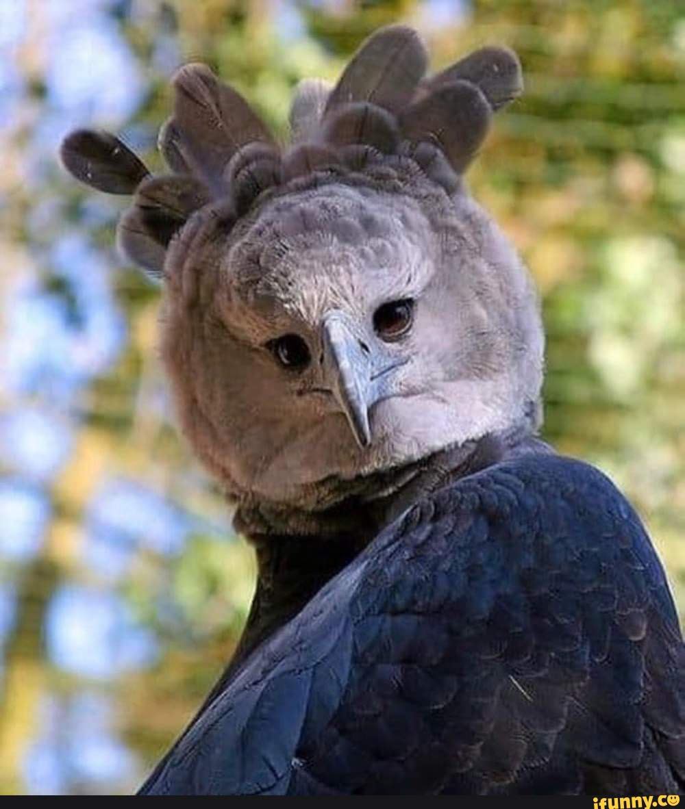 Harpy Eagle That Looks Like A Human Ifunny