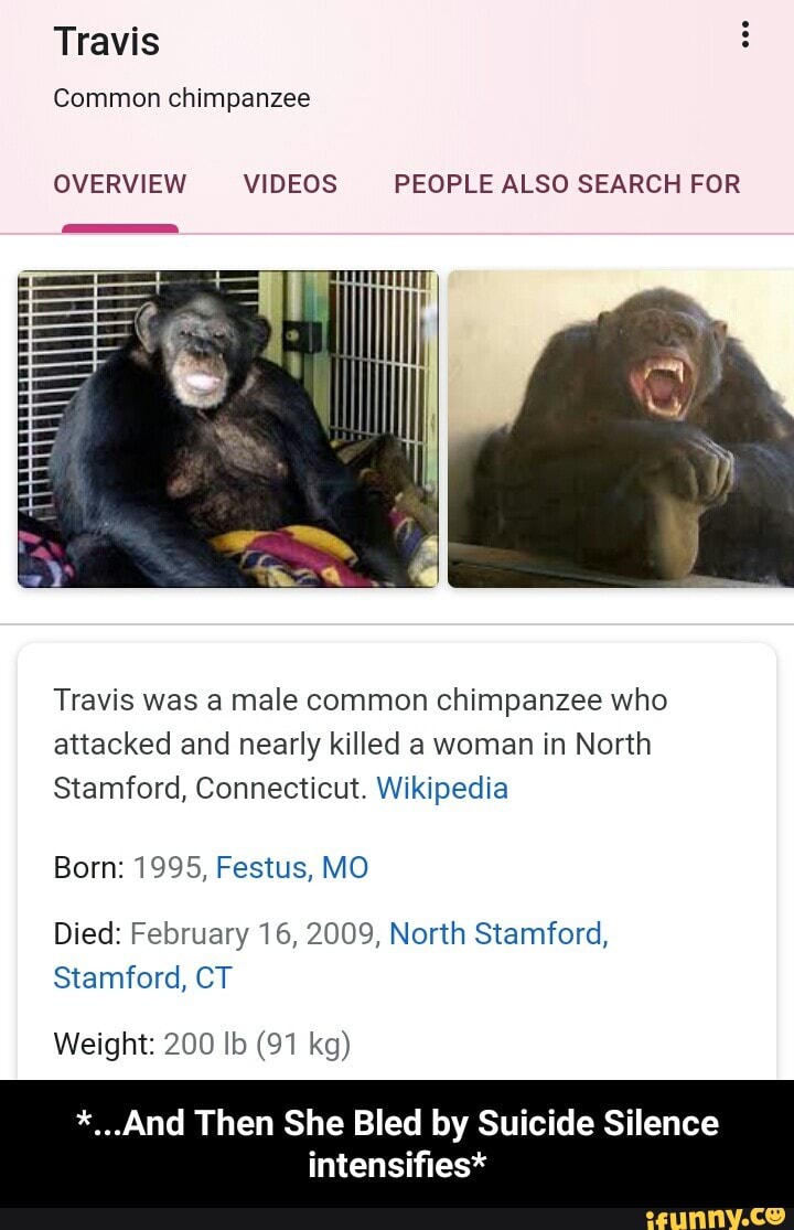 chimpanzee attack travis photos