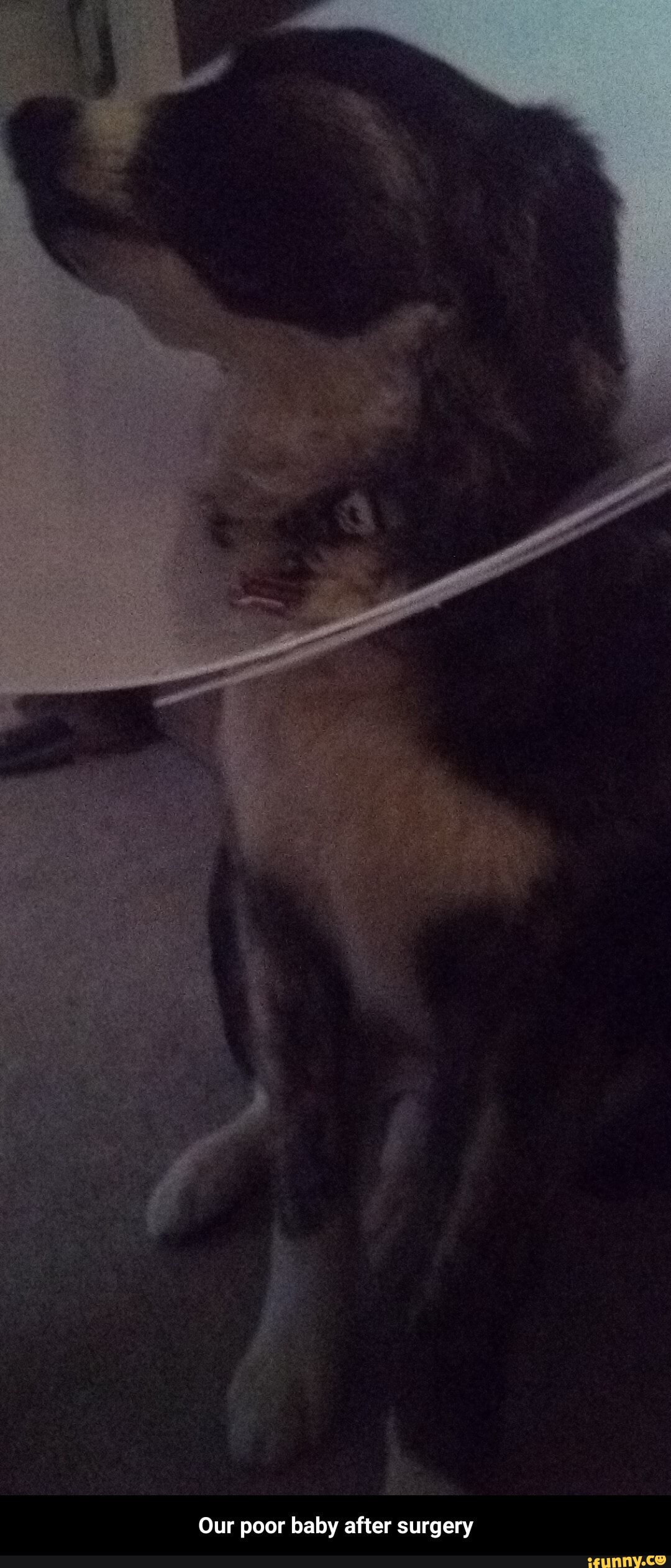 Our poor baby after surgery