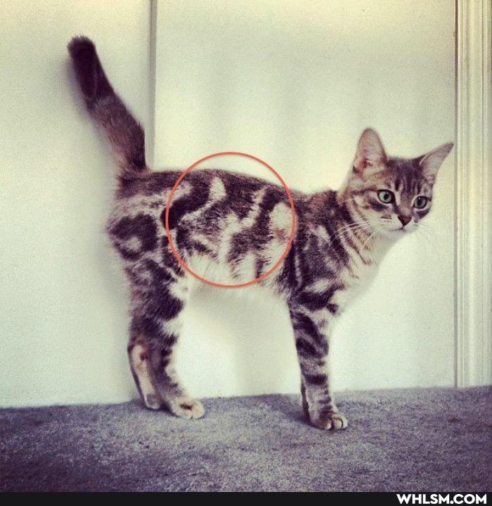 aww, cat, funny